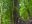 chi25-hike-in-a-monkey-puzzle-free-dn