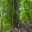 chi25-hike-in-a-monkey-puzzle-free-dn