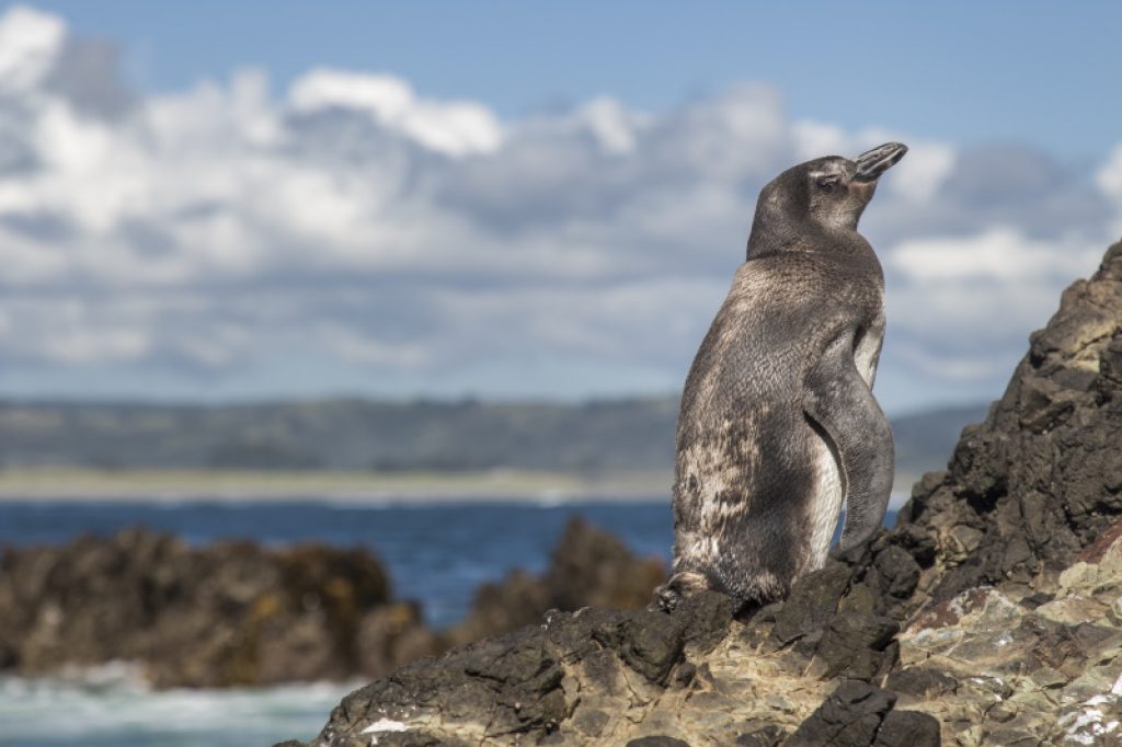 Penguin on Chiloe