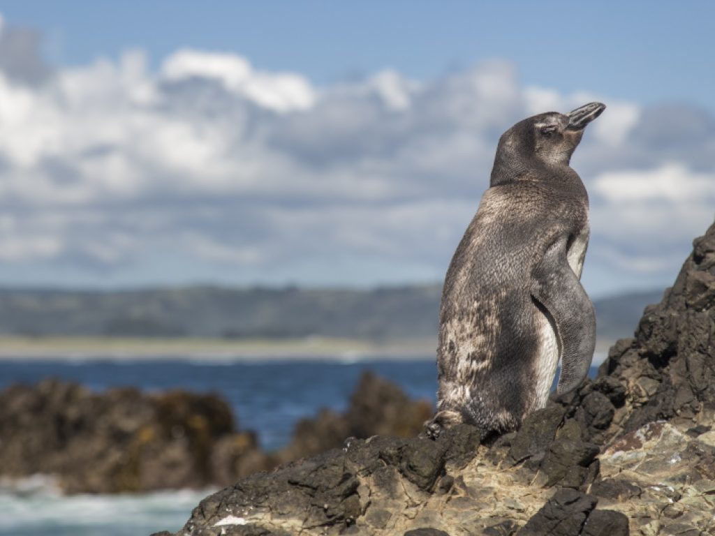 Penguin on Chiloe