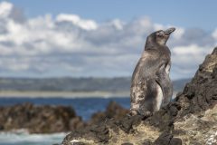 CHI_ChiloePenguin_shutterstock_668799217 Penguin on Chiloe