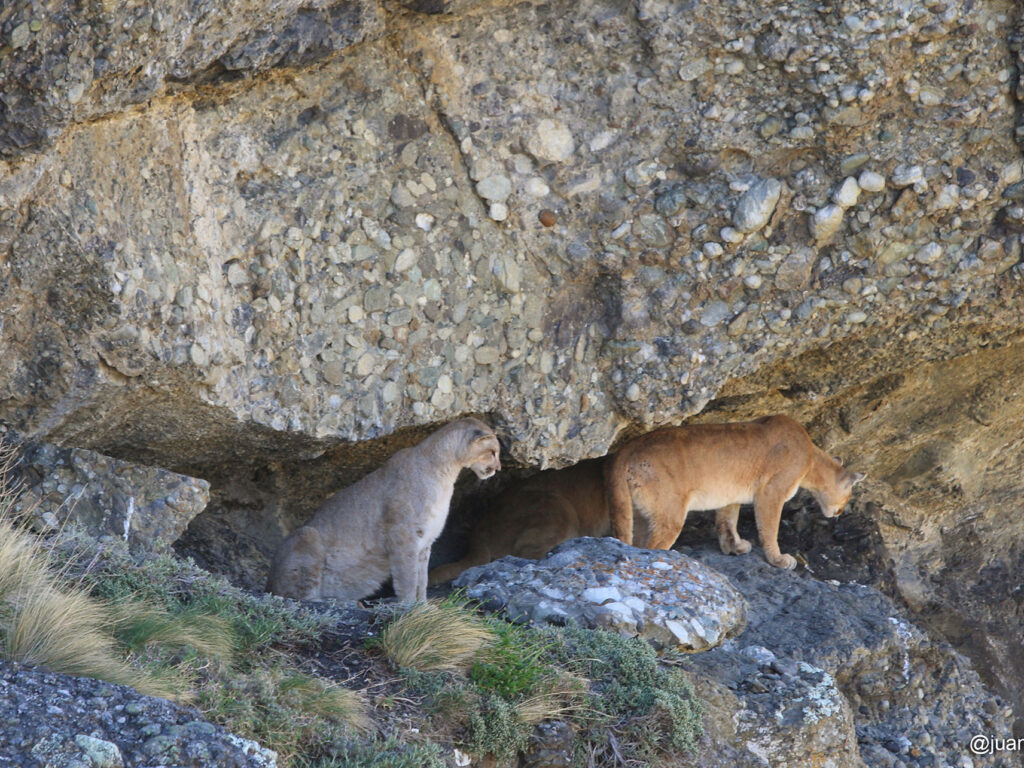 Search for Puma in Torres Del Paine