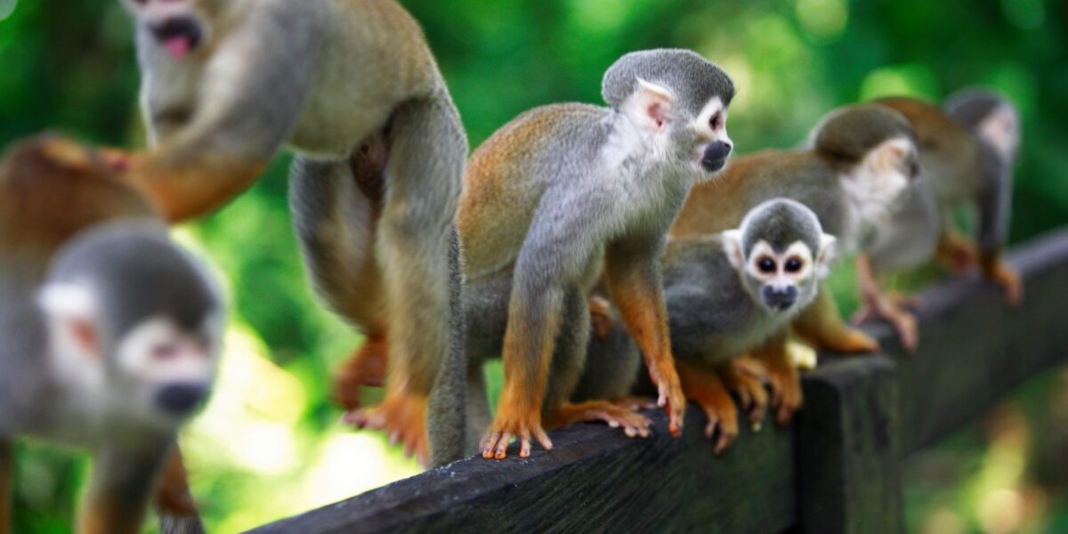 col01-wildlifecolombiaamazon-free-proexport