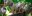 col01-wildlifecolombiaamazon-free-proexport col01-wildlifecolombiaamazon-free-proexport