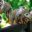 col01-wildlifecolombiaamazon-free-proexport