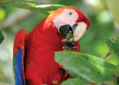 scarlet macaw, Ara macao scarlet macaw, Ara macao