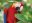 scarlet macaw, Ara macao
