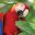 scarlet macaw, Ara macao