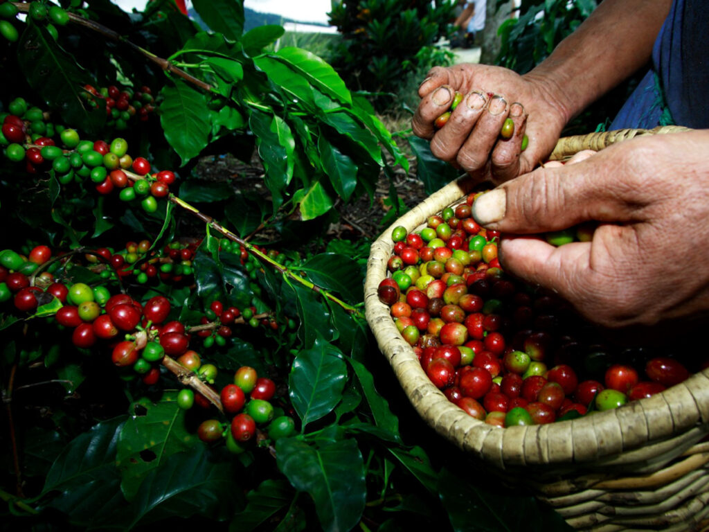 col10-coffee-production-proexport-free