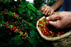 col10-coffee-production-proexport-free col10-coffee-production-proexport-free