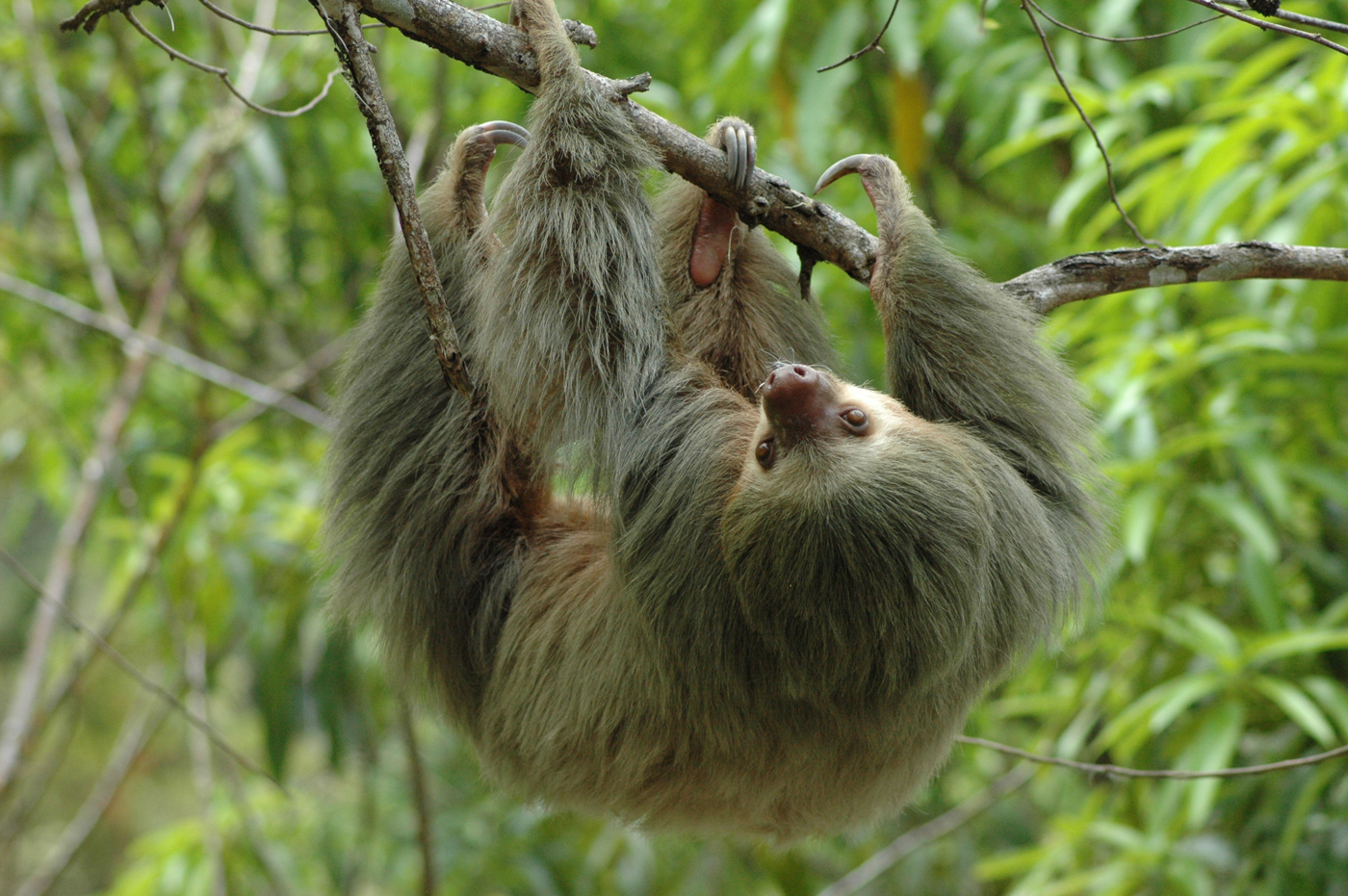 sloth