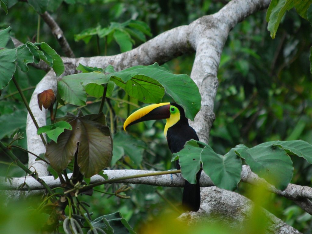 COS _OsaPeninsula_ChestnutBilledToucan_MN_free