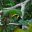 COS _OsaPeninsula_ChestnutBilledToucan_MN_free