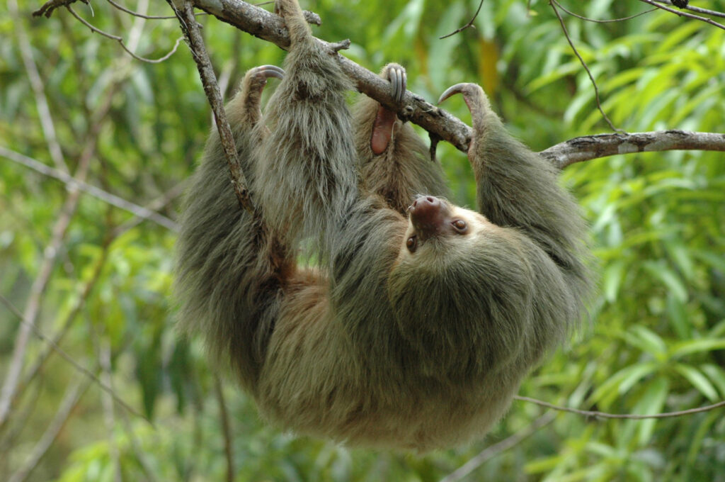 Wildlife Reserve Costa Rica