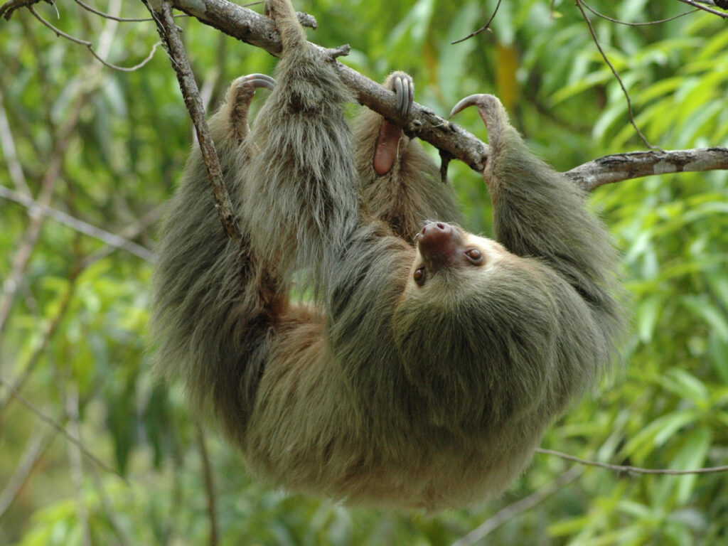 Wildlife Reserve Costa Rica