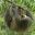 cos09-cano-negro-wildlife-reserve-crreps-free