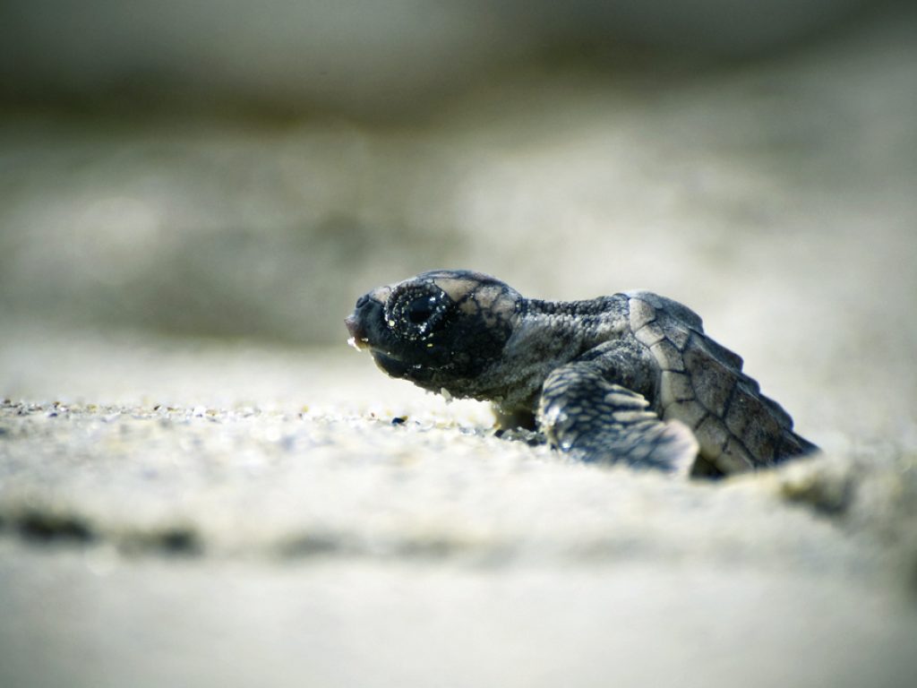 cos16-snorkellingmarinereserve-free-cm-changedimage