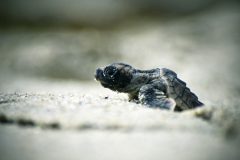 cos16-snorkellingmarinereserve-free-cm-changedimage cos16-snorkellingmarinereserve-free-cm-changedimage
