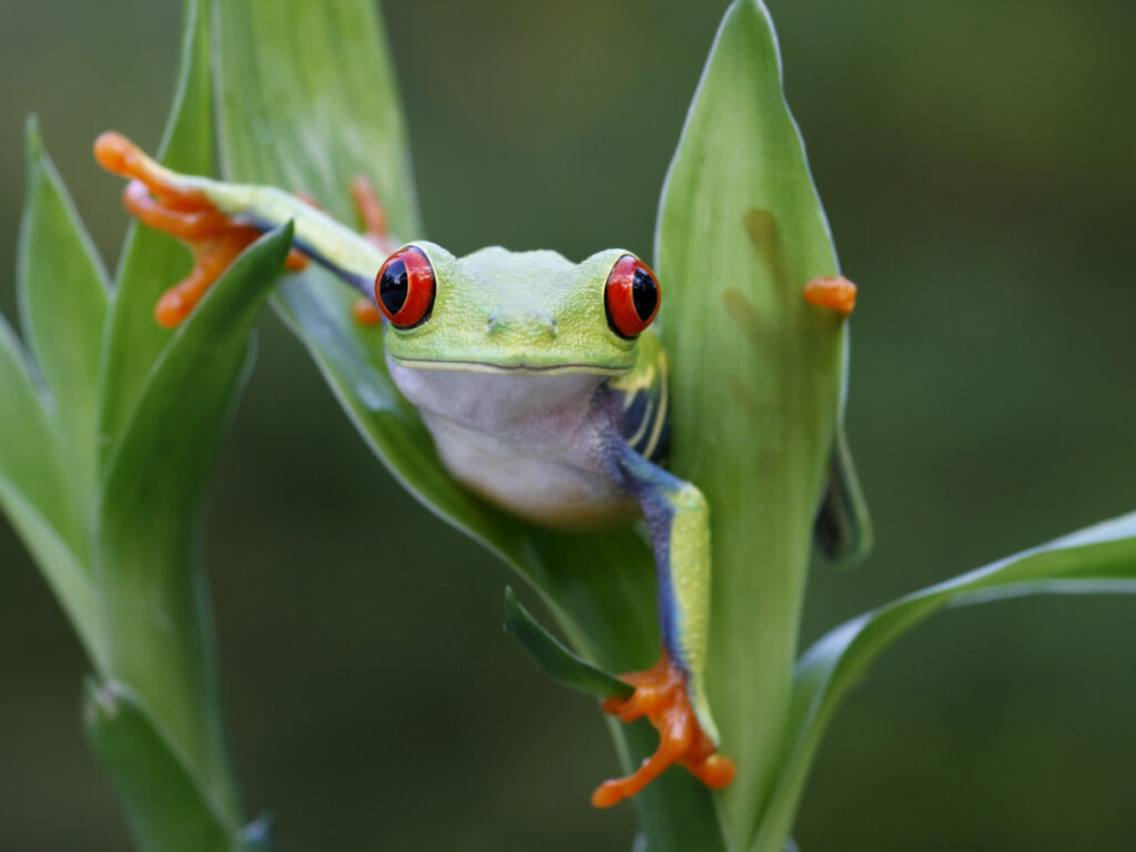 cos18-spot-wildlife-in-coastal-rainforest-free-ict