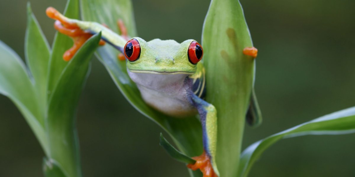 cos18-spot-wildlife-in-coastal-rainforest-free-ict