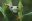 cos18-spot-wildlife-in-coastal-rainforest-free-ict