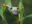 cos18-spot-wildlife-in-coastal-rainforest-free-ict