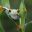 cos18-spot-wildlife-in-coastal-rainforest-free-ict