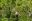 COS20_ZiplineThroughTheJungle_Golfito