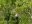 COS20_ZiplineThroughTheJungle_Golfito