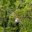 COS20_ZiplineThroughTheJungle_Golfito