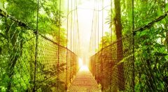 COS_ArenalBridgeCrop_shutterstock128460248_freewithcredit COS_ArenalBridgeCrop_shutterstock128460248_freewithcredit