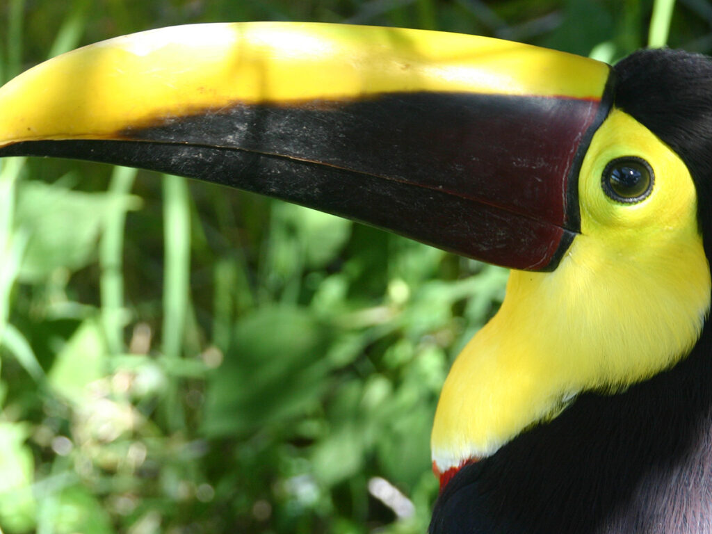 COS_ChestnutMandibledToucan_ToucanRescueRanch_freewithcredit