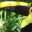 COS_ChestnutMandibledToucan_ToucanRescueRanch_freewithcredit