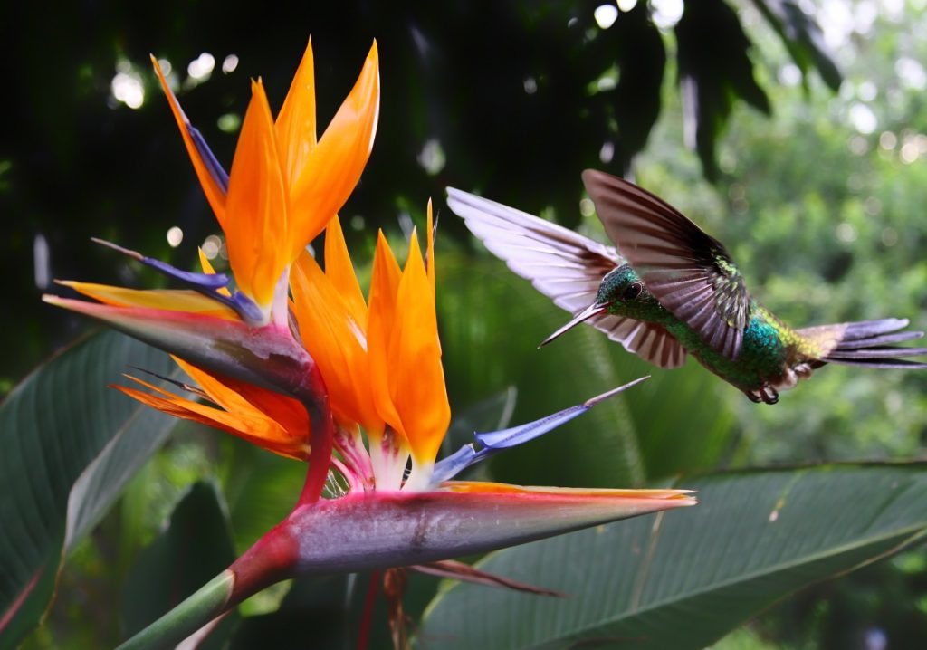 COS_Hummingbird_iStock-177088144_freewithcredit