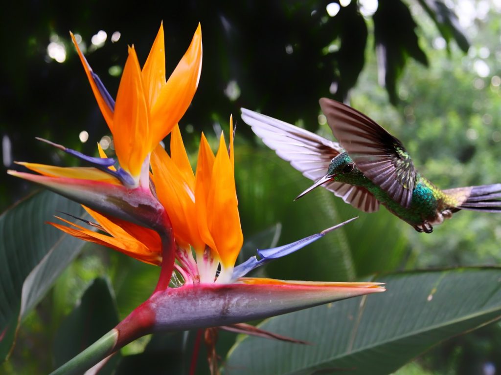 COS_Hummingbird_iStock-177088144_freewithcredit