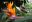 COS_Hummingbird_iStock-177088144_freewithcredit