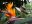 COS_Hummingbird_iStock-177088144_freewithcredit