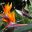 COS_Hummingbird_iStock-177088144_freewithcredit