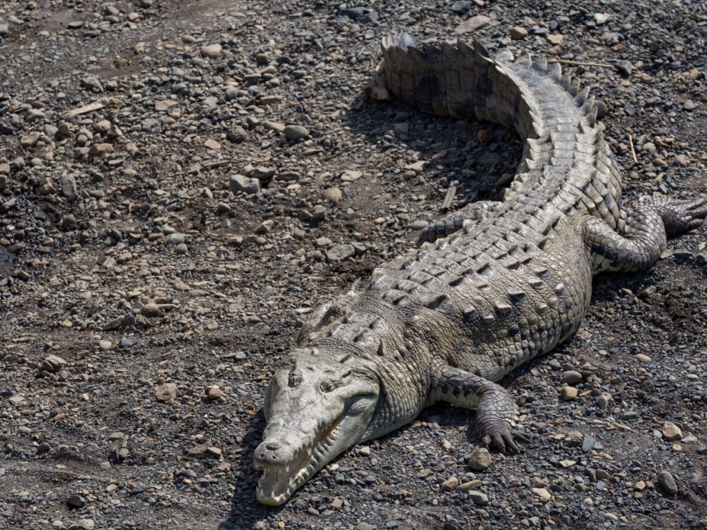 CostaRica_CostaRicanPacificcoast_Carara_ShutterStock-2