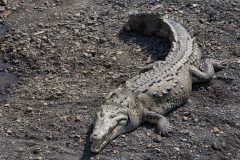CostaRica_CostaRicanPacificcoast_Carara_ShutterStock-2 CostaRica_CostaRicanPacificcoast_Carara_ShutterStock-2