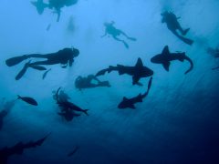 CUB03divingfreeshutterstock99894023 CUB03divingfreeshutterstock99894023