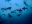 CUB03divingfreeshutterstock99894023