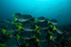 ecu12-diving-in-the-galapagos-metro-free ecu12-diving-in-the-galapagos-metro-free