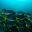 ecu12-diving-in-the-galapagos-metro-free