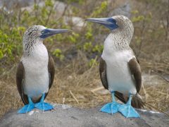 ecu15-bird-watching-in-the-galapagos-latin-trails-free ecu15-bird-watching-in-the-galapagos-latin-trails-free