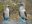 ecu15-bird-watching-in-the-galapagos-latin-trails-free ecu15-bird-watching-in-the-galapagos-latin-trails-free