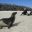 ecu16-wildlife-watching-in-the-galapagos-jl-free