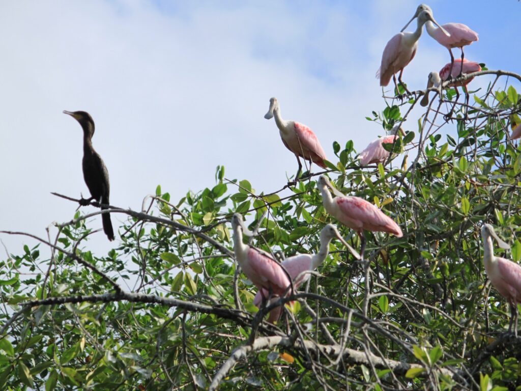 ecu18-explore-the-mangroves-tropic-free