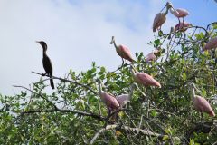 ecu18-explore-the-mangroves-tropic-free ecu18-explore-the-mangroves-tropic-free
