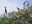 ecu18-explore-the-mangroves-tropic-free